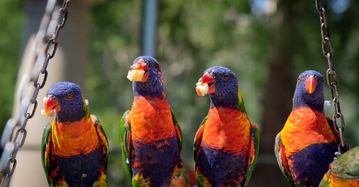 Substituting birds eye chilli with carolina reaper - Close-Up Photo of Four Parrots