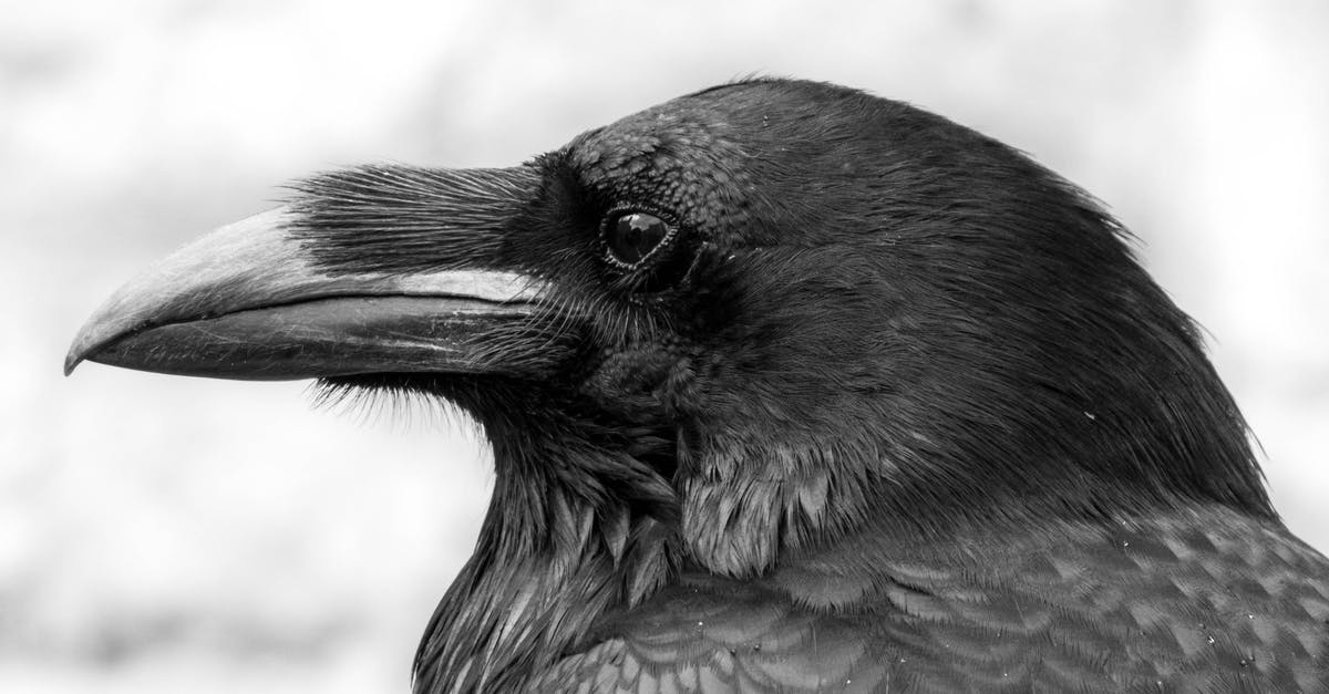 Substituting birds eye chilli with carolina reaper - Free stock photo of animal, avian, beak