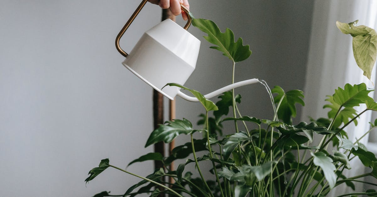 Substituting fresh vegetables/fruits for canned - Anonymous person watering green plant at home