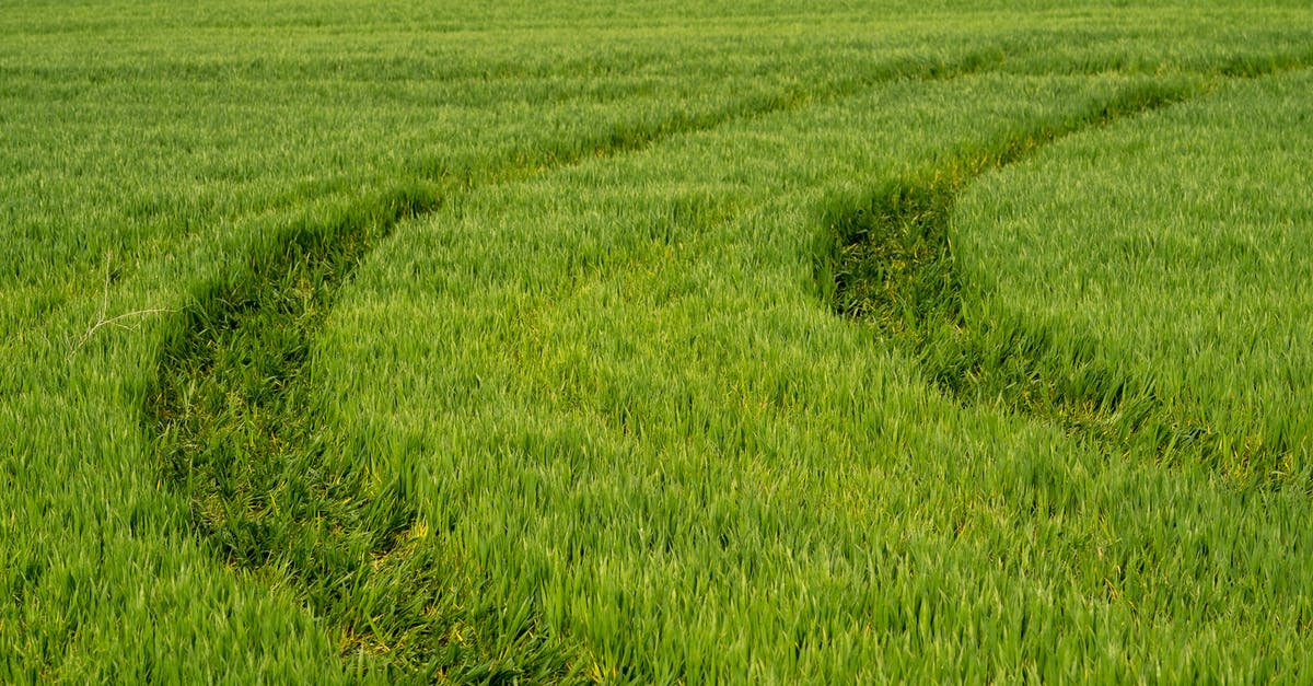 Substituting maltose for barley malt syrup in bagels - Tire Track on Green Field