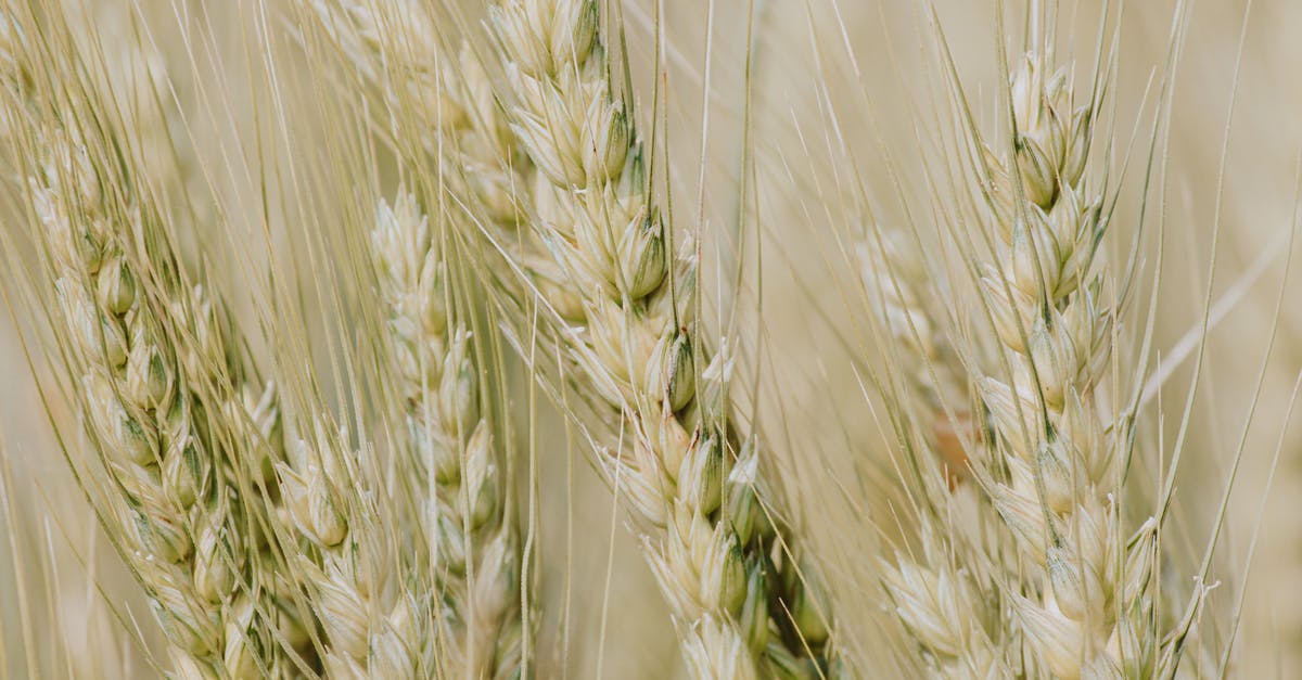 Substituting maltose for barley malt syrup in bagels - Brown Wheat Field