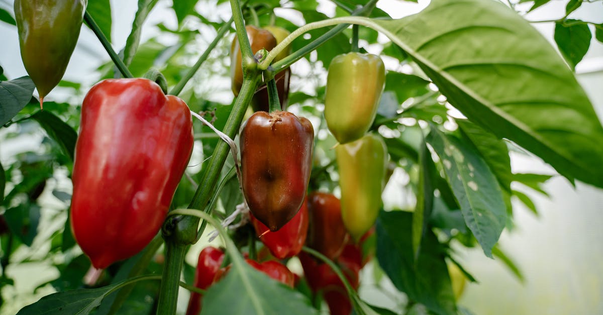 Substituting Peppers - Red and Green Bell Peppers