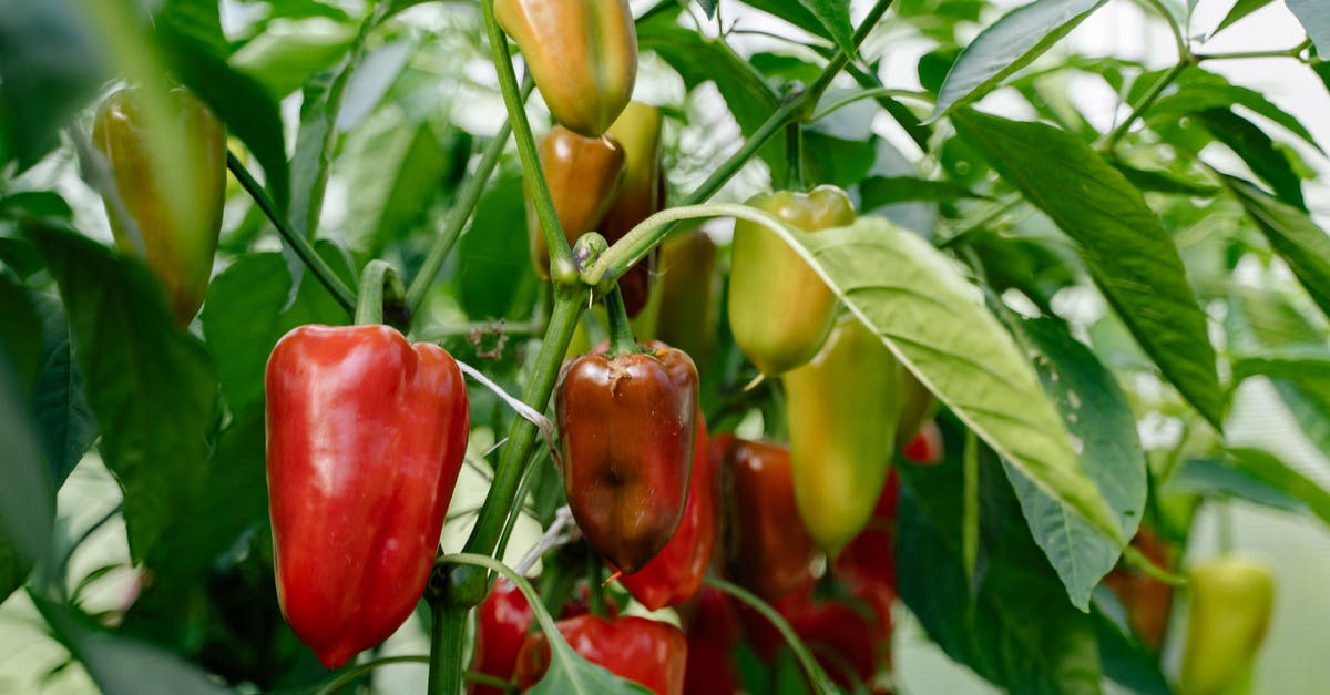 Substituting Peppers - Red and Yellow Bell Peppers