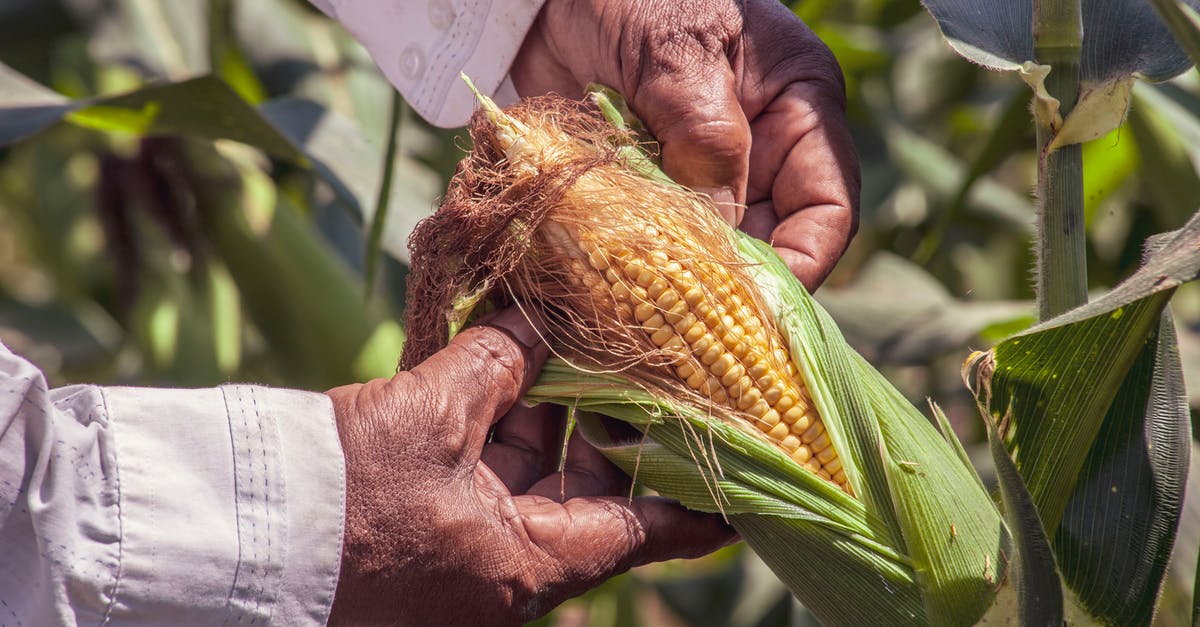 Substitution for fresh corn - Person Holding A Yellow Corn