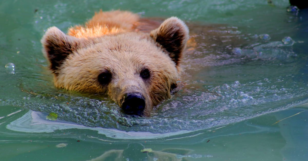 Sugar/Citric Acid Coating giving Gummy Bears a Wet Look - Grizzly Bear Swimming in Water