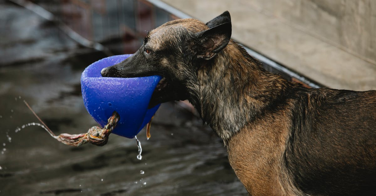 Sugar/Citric Acid Coating giving Gummy Bears a Wet Look - Dog with brown and black wet fur playing with buoy over pool with pure water while looking forward