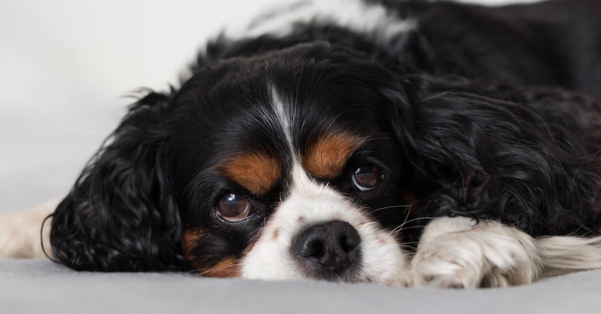 Sweet Potatoes going black when peeled - Cute fluffy Cavalier King Charles Spaniel puppy on bed