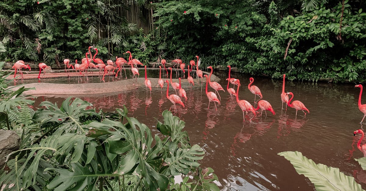 Techniques to Remove Water from Vegetables? - From above of pink flamingos standing in water of pond near green tropical plants and dense greenery