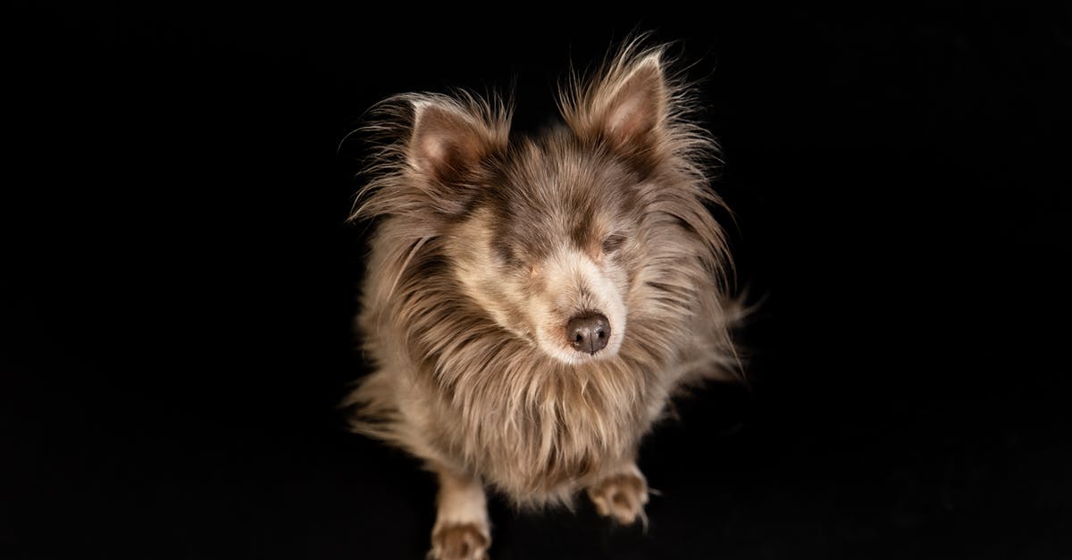 Telling if small pieces of meat are cooked - blind or colour blind chef - Blind little dog with brown fur on black background in light studio on floor