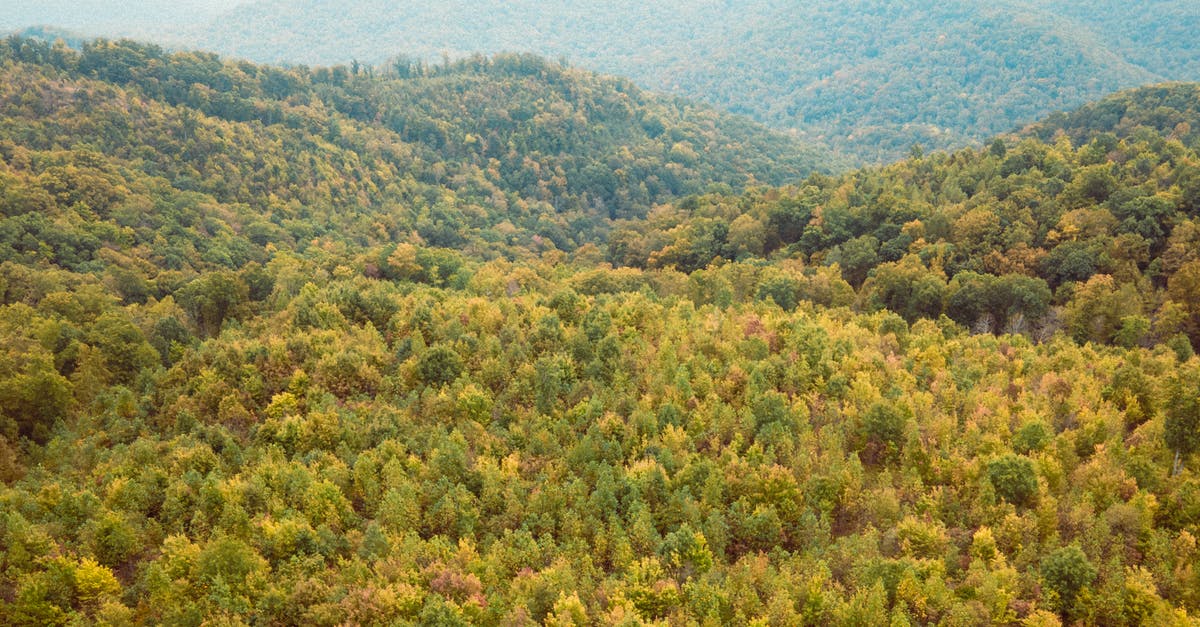 Tennessee Honey Jack Daniels substitution - Green and Yellow Trees