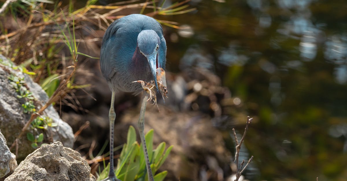 Thawed shrimp floating vs. sinking - Blue Bird on Brown Rock