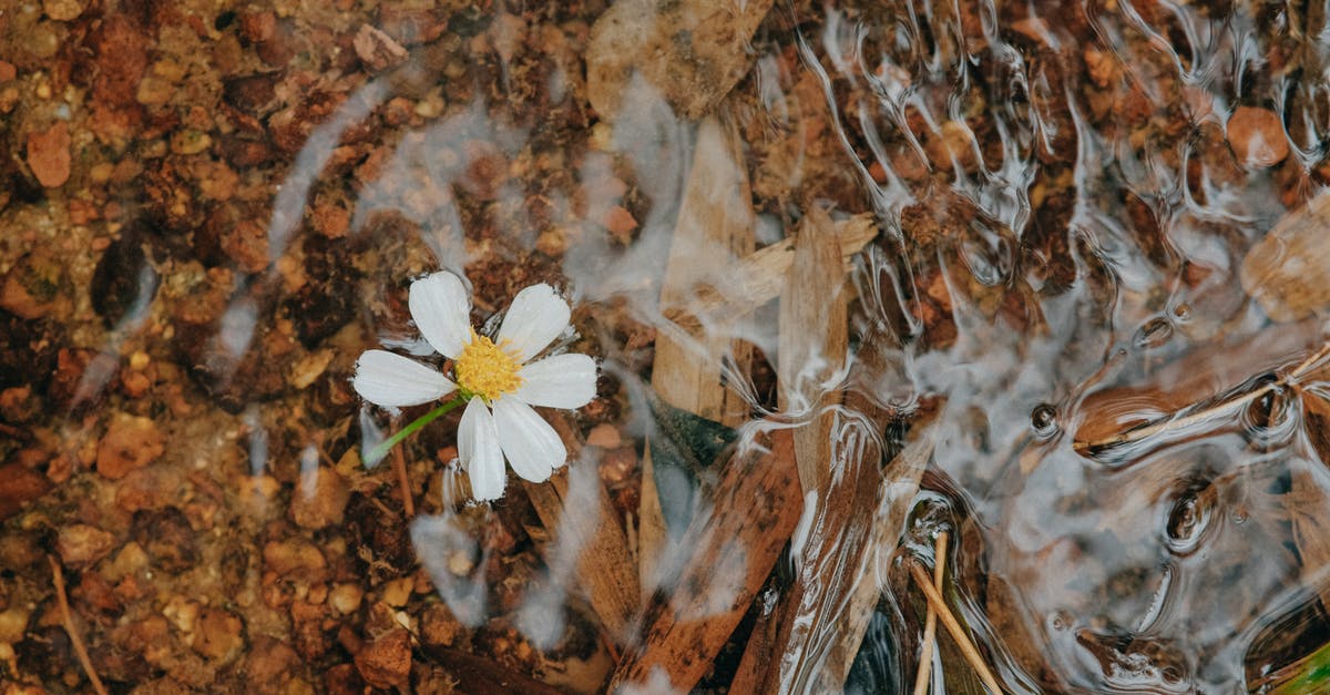 Thawed shrimp floating vs. sinking - White Daisy on Brown and Black Marble Surface