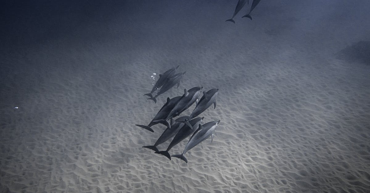 Thawing vacuum-packed fish - Dolphins diving through sea in depth