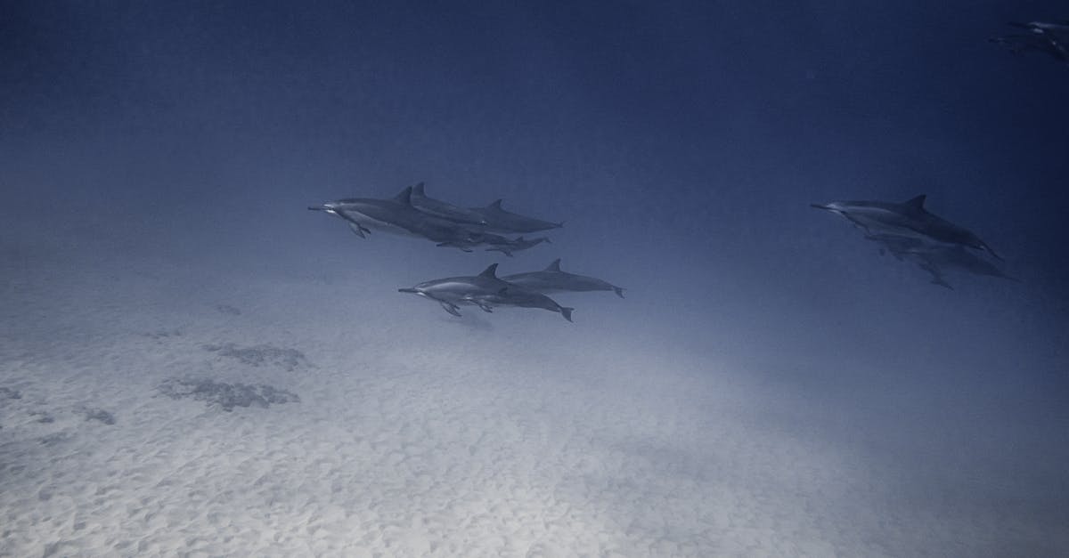 Thawing vacuum-packed fish - Pack of wild dolphins swimming together peacefully undersea in crystal light water near sandy depth