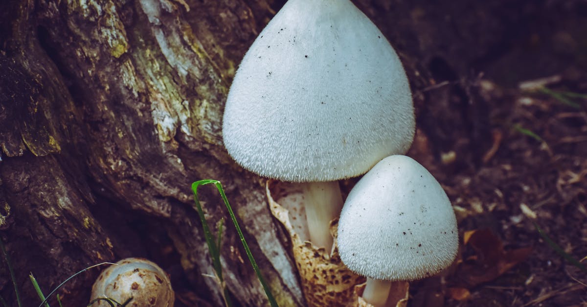 Thickening old mushroom soup - Mushrooms growing near roots of old tree