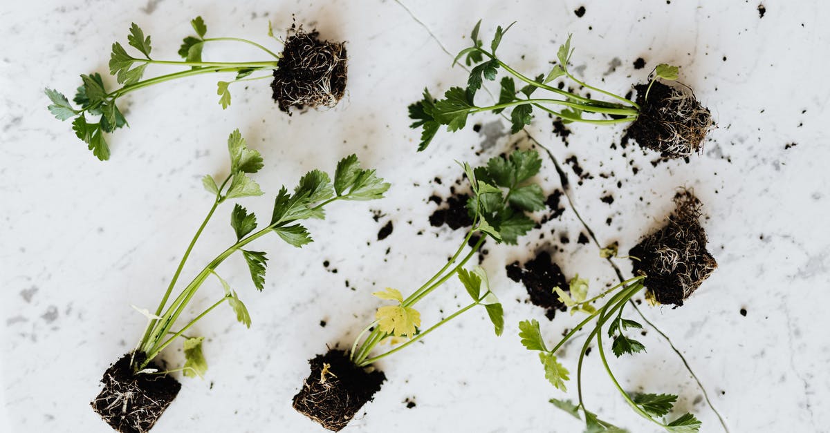 Tips for a small kitchen - From above of small fresh parsley sprouts with soil on roots placed on white marble surface waiting for planting or healthy food adding