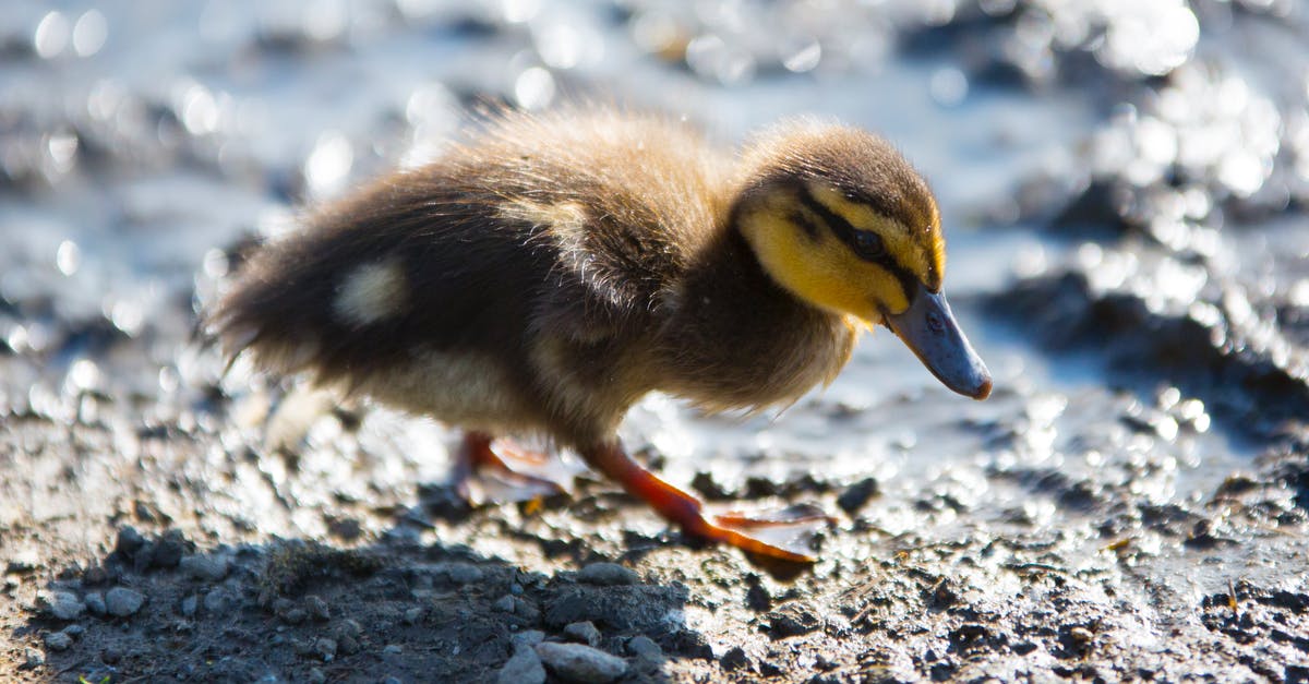 Tips for grilling duck legs? - Little duck strolling on coast in sunlight