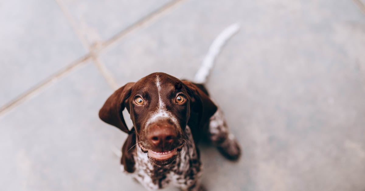 Tips for Removing Fuzz from Peaches? - From above of adorable puppy of German Pointer sitting on sidewalk and looking at camera