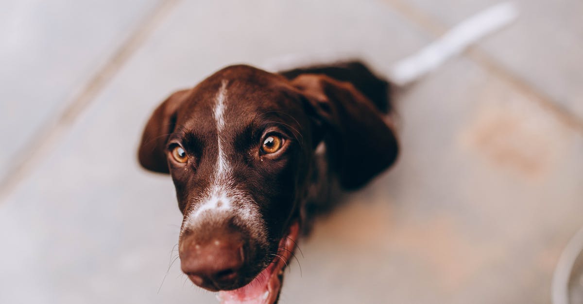 Tips for Removing Fuzz from Peaches? - Adorable puppy sitting on sidewalk