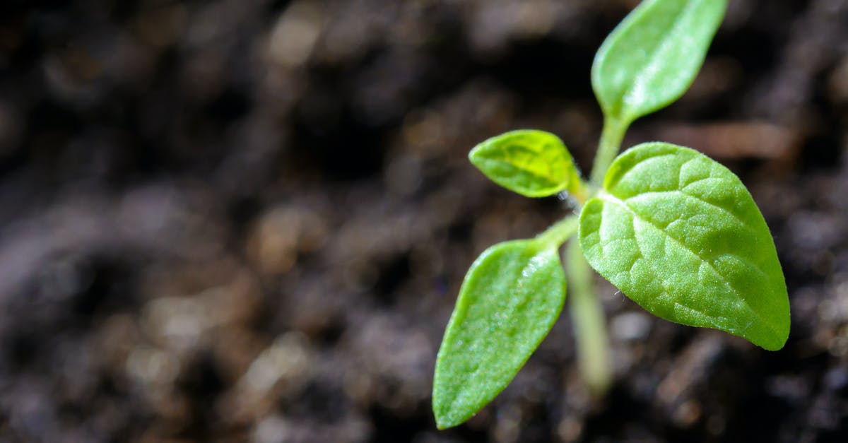 Tomato paste - why logically? - Closeup Photo of Sprout