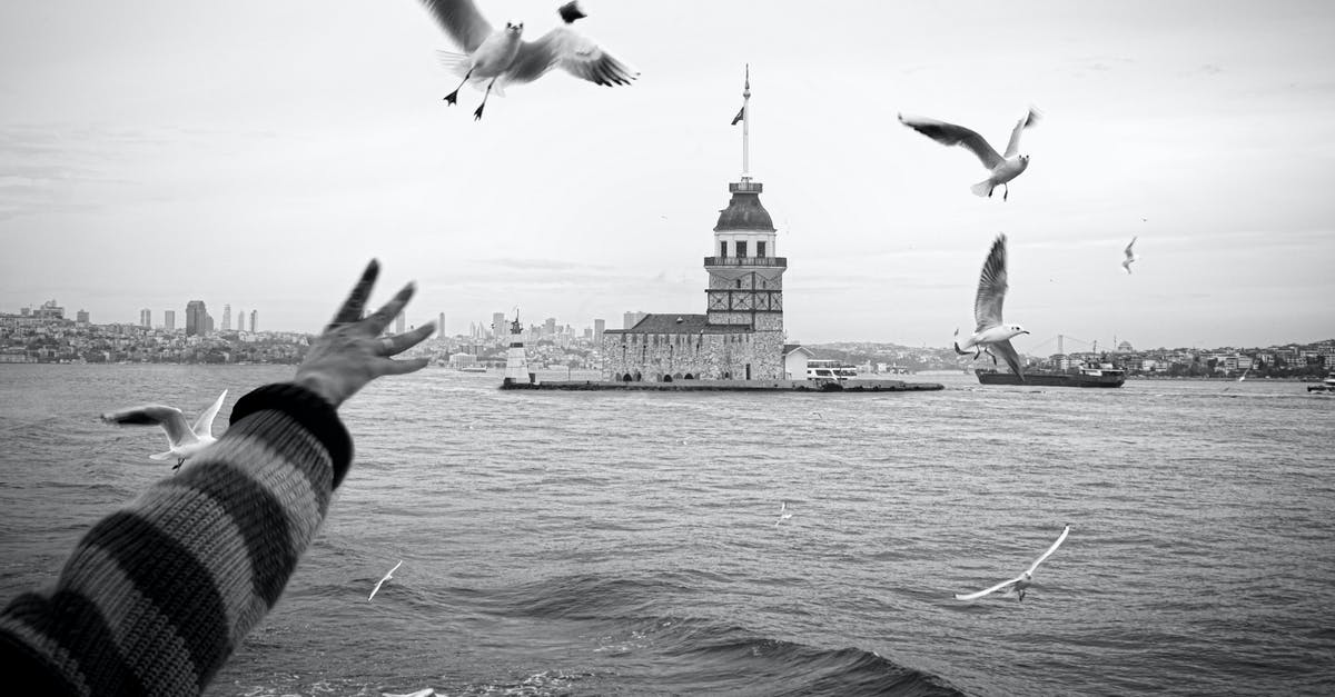Tool/shears for cutting the backbone out of turkey - Grayscale Photo of Birds Flying over the Sea