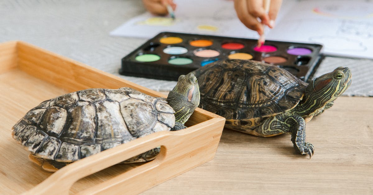 Two Dishes at once - Black and Brown Turtle Figurine on Brown Wooden Table