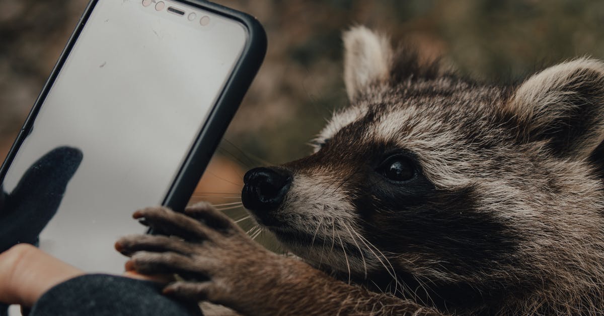 Use any part of an animal for making stock/broth? - Person taking photo of raccoon on smartphone in nature