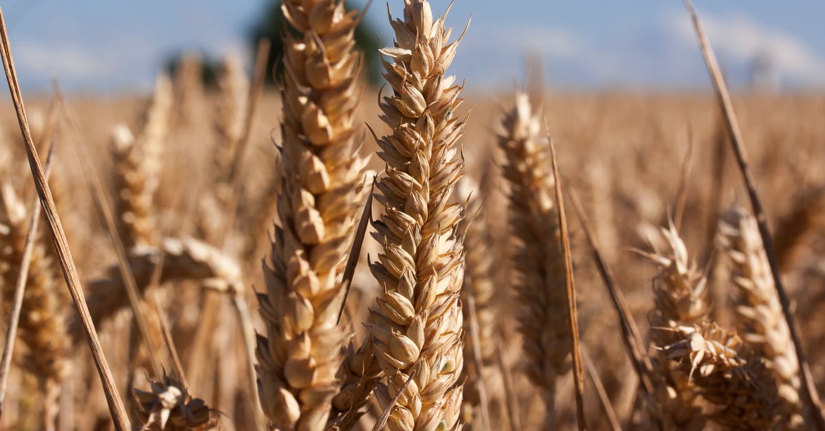 Uses for dry bread [closed] - Brown Wheat Under Blue Sky