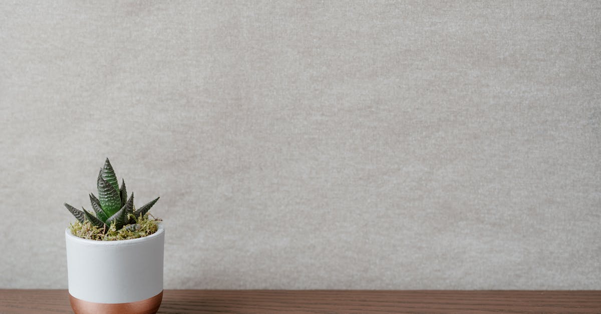 Uses for thick "country-style" phyllo? - Green plant in pot on wooden table in house