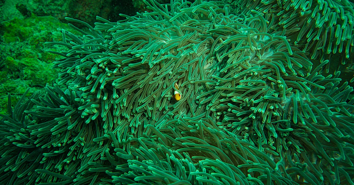 Using a deep fryer for fish - Clown Fish Hiding Inside An Aquatic Plant