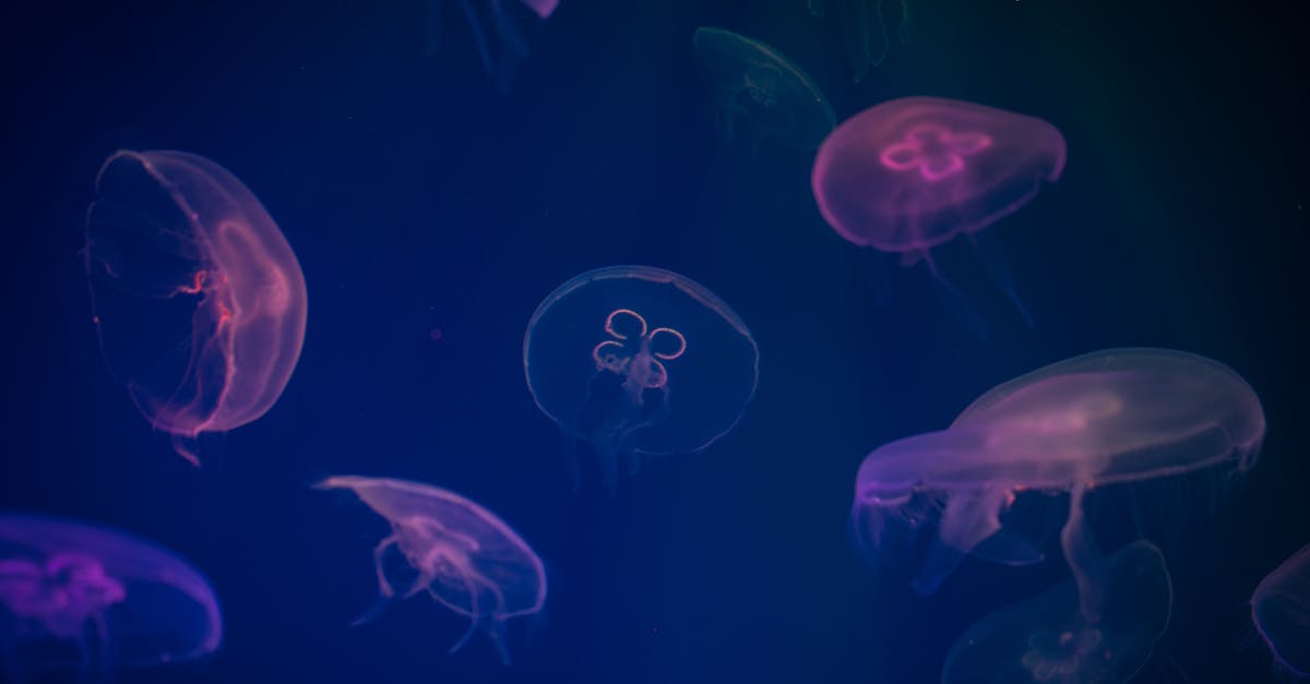 Using a deep fryer for fish - Jellyfish Digital Wallpaper