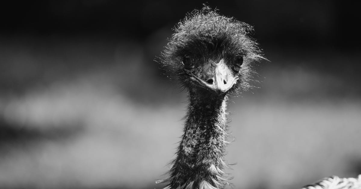 Using ostrich and emu eggs - Black and White Photo of a Bird