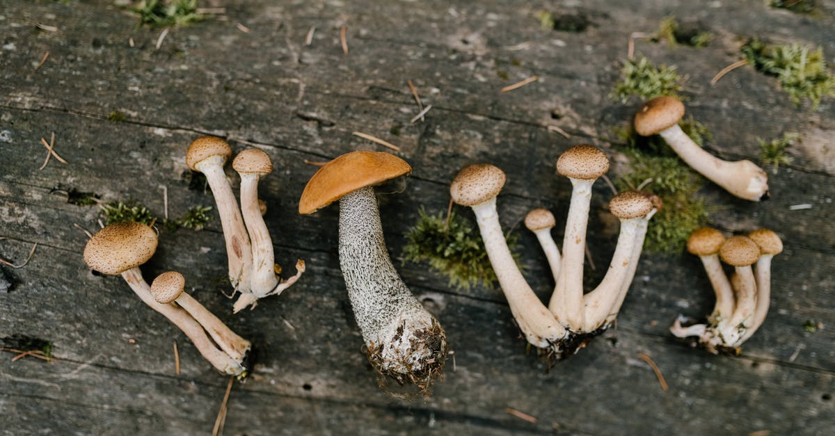 Vegan crepes that don't fall apart when turning - Top view of edible fresh mushrooms placed on timber in forest in autumn