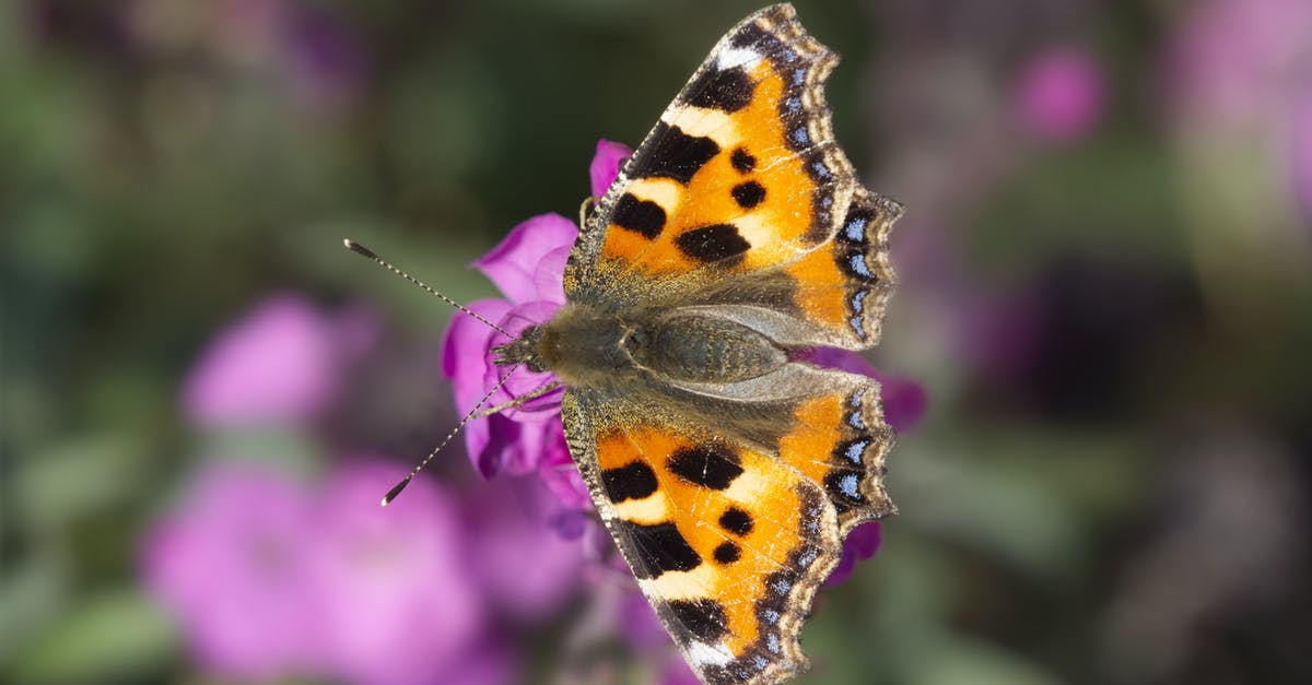 Vodka for crispy wings - substitute? - Small Tortoise Shell Butterfly