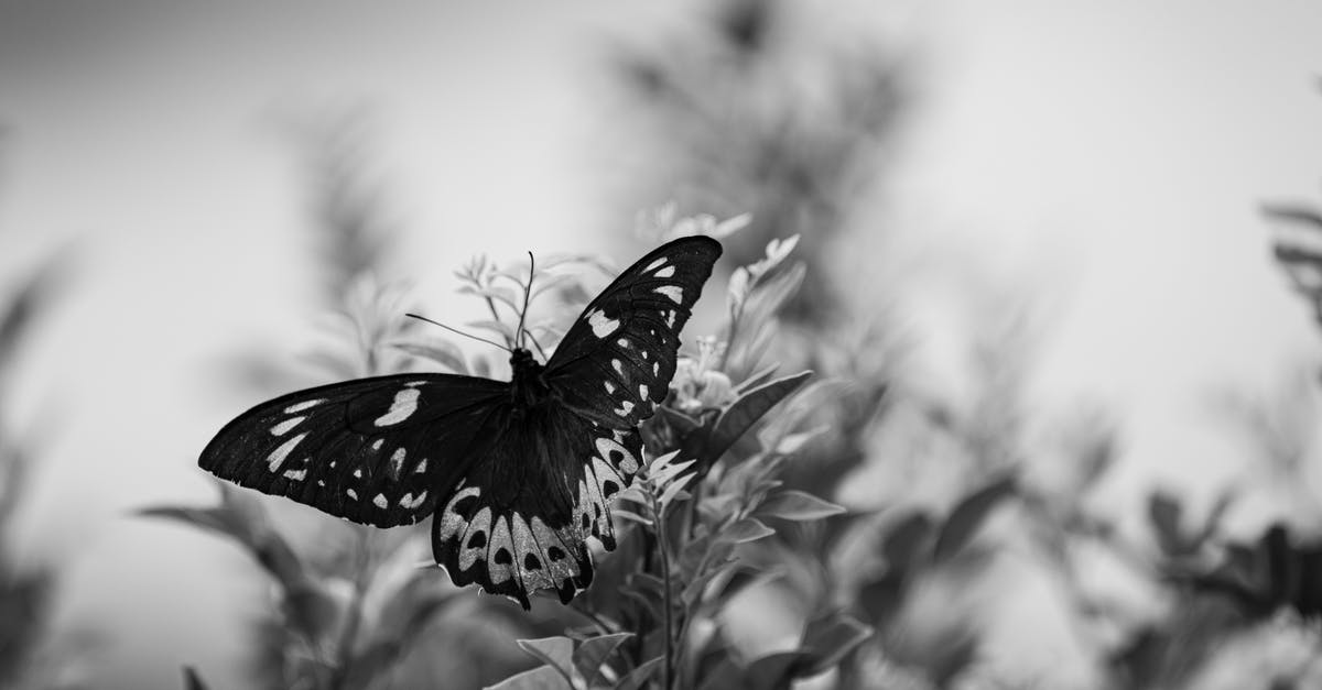 Vodka for crispy wings - substitute? - Grayscale Photo of Butterfly Perching on Flower 