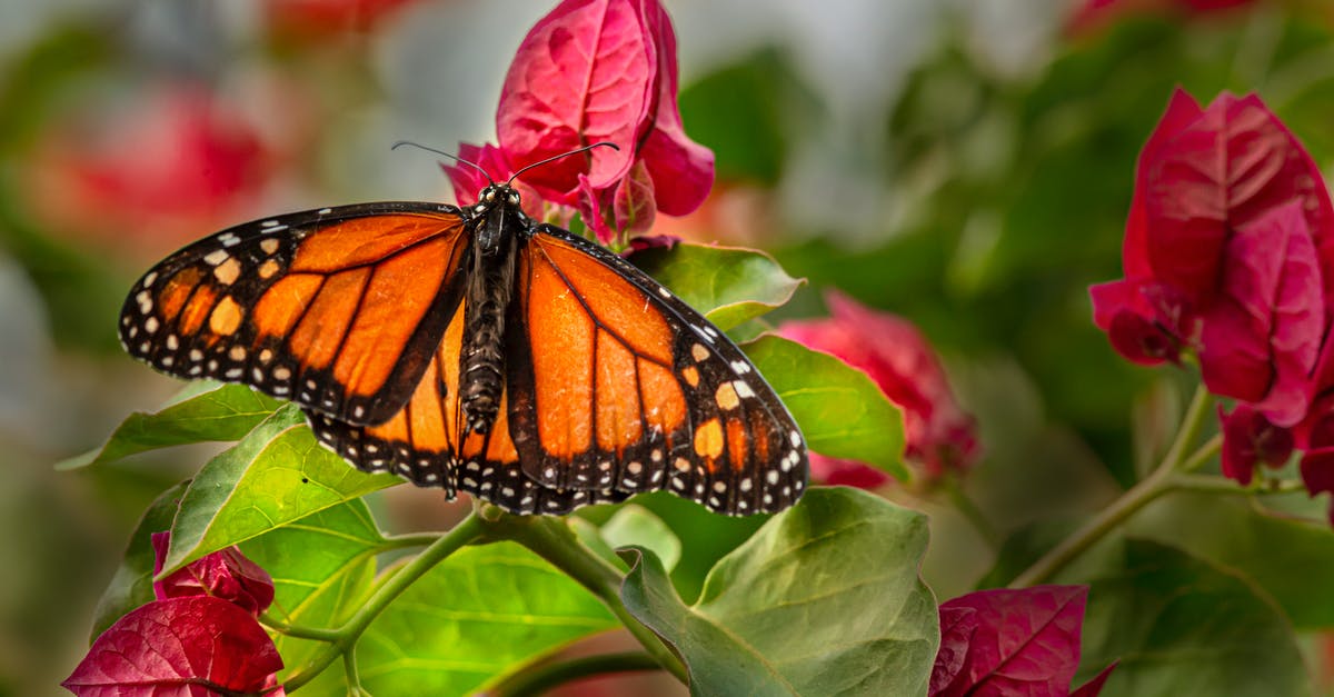 Vodka for crispy wings - substitute? - Monarch Butterfly Perched on Pink Flower in Close Up Photography