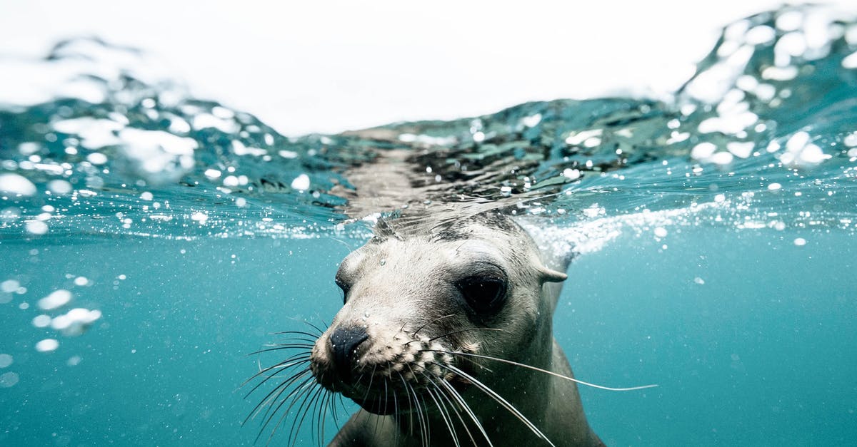 Water seal vs open crock pickles - Charming wild seal baby swimming in blue clear rippling sea water during sunny day on surface