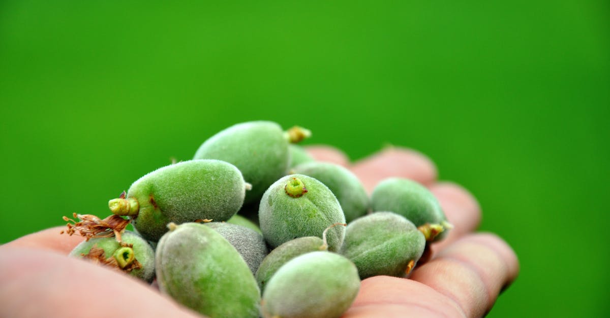 Waterbath canning chow chow - Green Fruits on Persons Hand