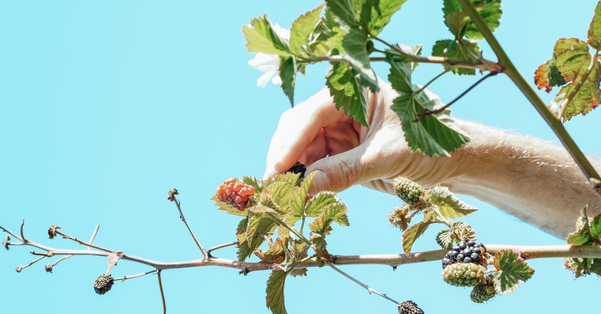 Watermelon - picking and managing them during heat - Hand Picking Blackberry Fruit 