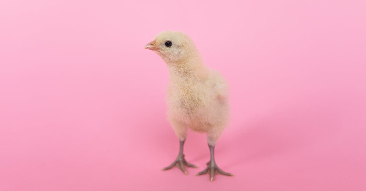 weird smelling chicken [closed] - Photo of a Chick against Pink Background