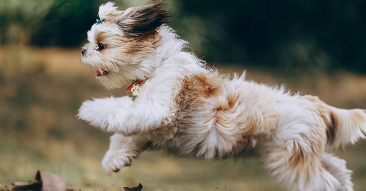 What's a pan and what's a pot? - Panning Shot of a Running Shih Tzu