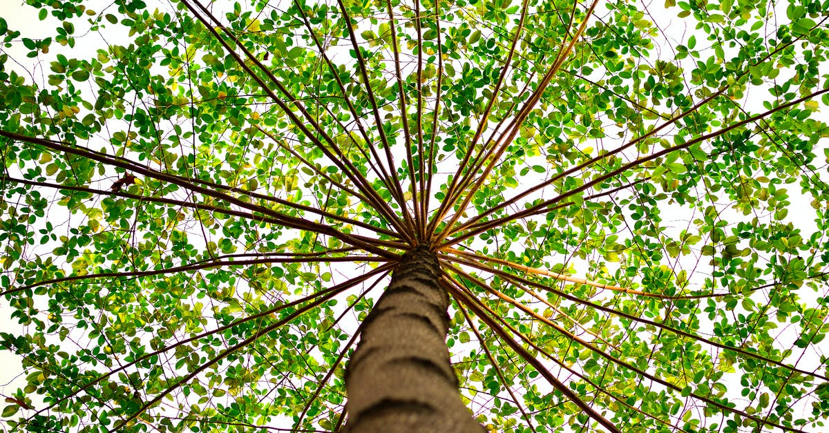 What's an acceptable substitute for Pandan Leaves? - Bottom View of Green Leaved Tree during Daytime