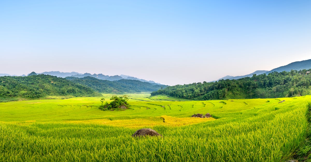 What's the best way to store rice long-term? - Panorama of narrow rural footpath going along green rice plantation in nature with blue sky against mountainous area and green forest