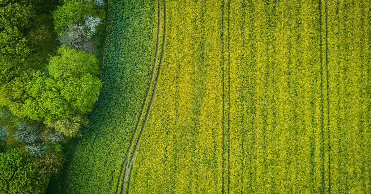 What's the correct texture for masa dough? - Aerial Photography of Wide Green Grass Field