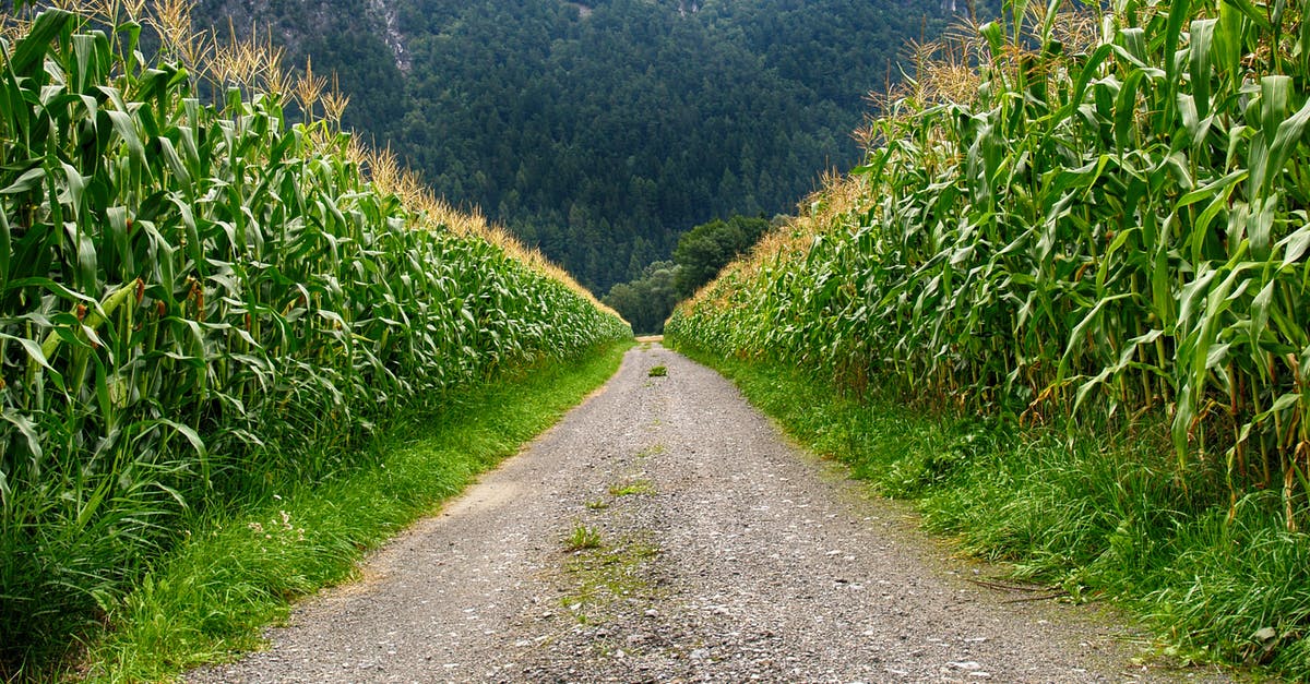 What's the correct way to garnish with greens? - Pathway in Middle of Corn Field