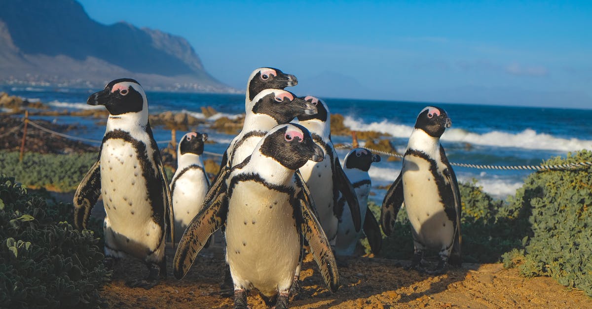 What's the difference between a cobbler, crisp, crumble, buckle, and betty? - Group of African Penguins