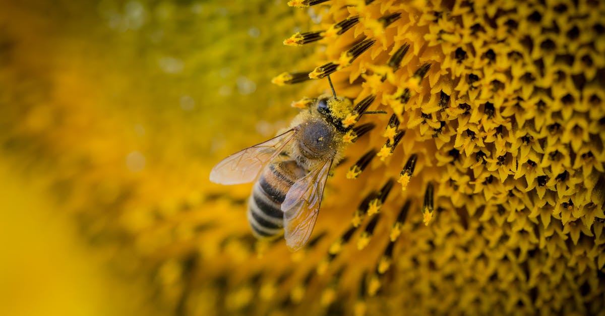 What's the difference between natural honey and supermarket honey? [closed] - Macro Photography of a Bee