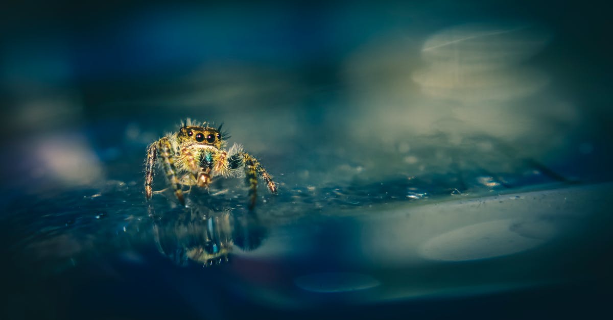 What's the trick to seal sous vide foil if liquid contained - High angle of jumping spider with hairy soft body on reflective surface with droplets