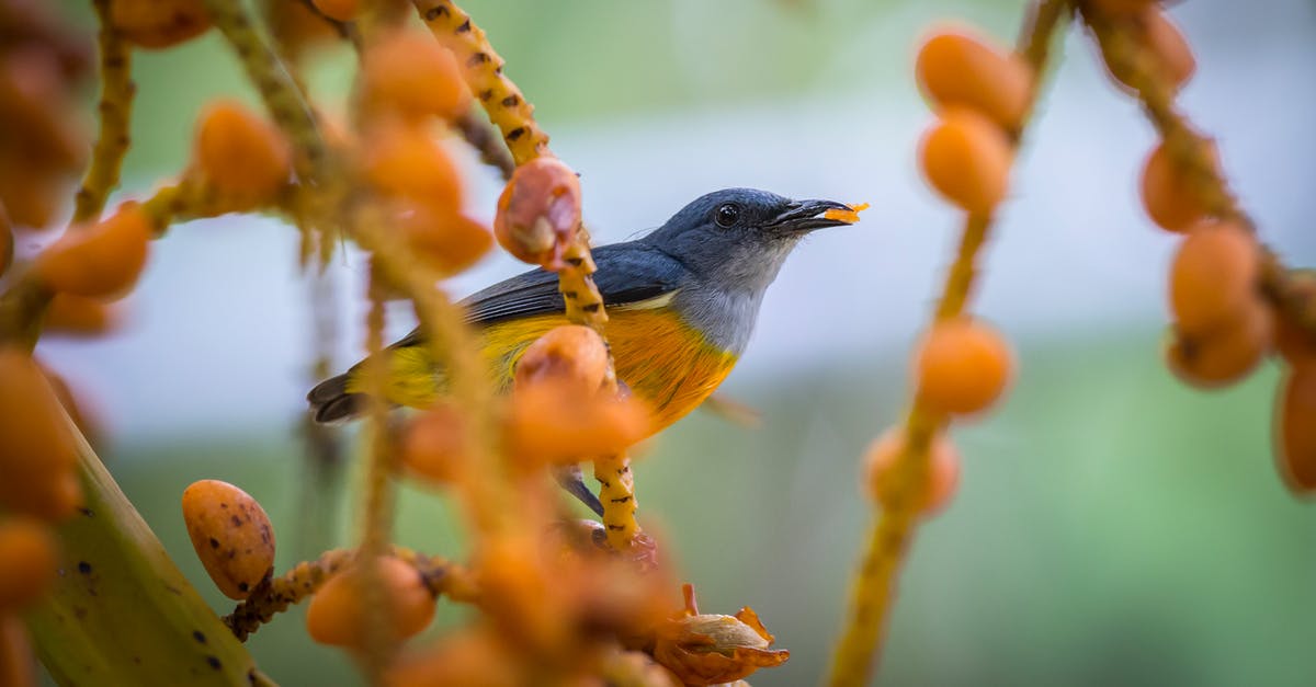 What's this yellow plum-like fruit with a spiky stone? West Africa - Blue and Yellow Bird Perched on Brown Tree Branch