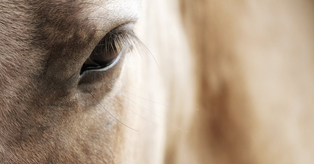 What animal parts can be included in head cheese? - Closeup of brown horse eye